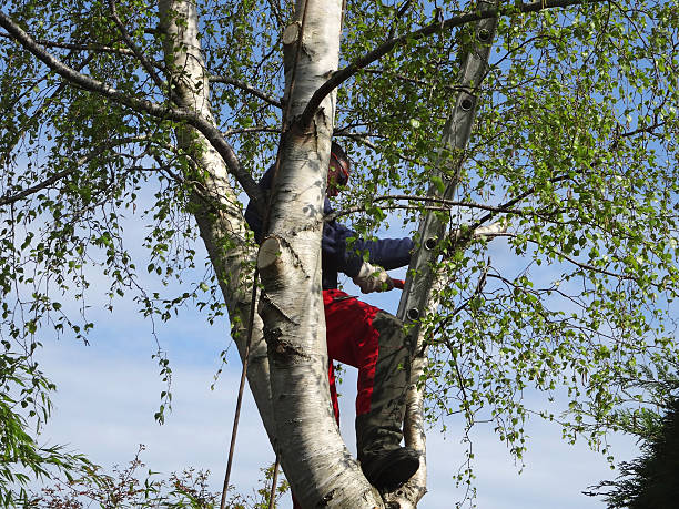 Pest Control for Lawns in Glenwood City, WI