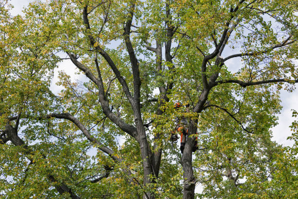 Glenwood City, WI Tree Removal Services Company